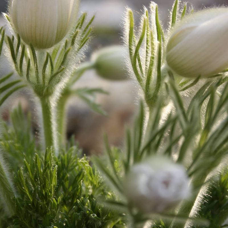 Tarhakylmänkukka Pulsatilla vulgaris valkoinen