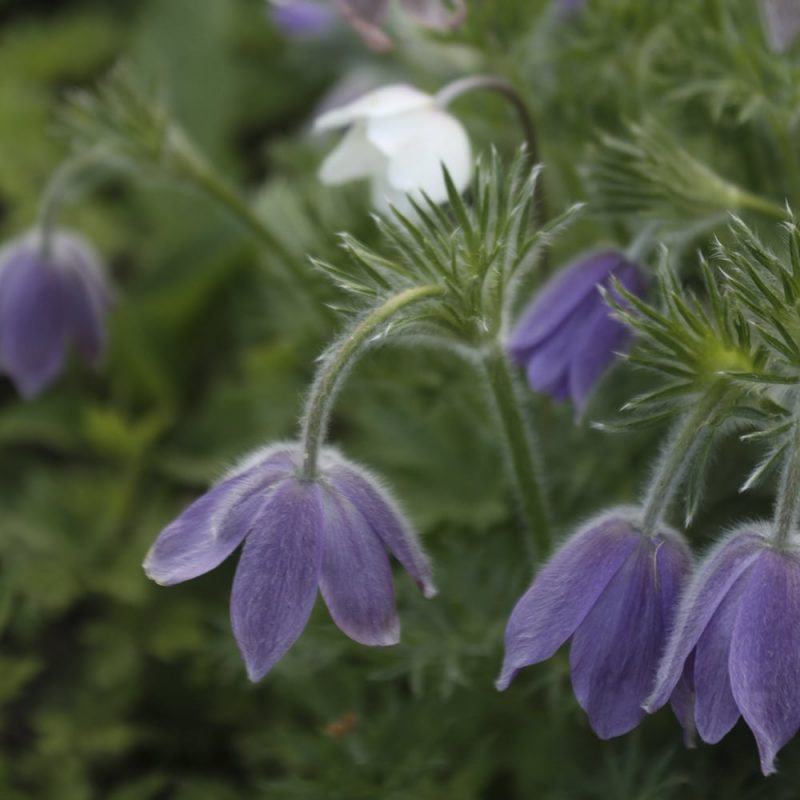 Tarhakylmänkukka Pulsatilla vulgaris violetti