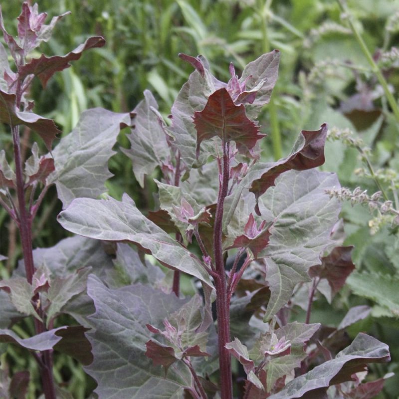 Tarhamaltsa Atriplex hortensis orach