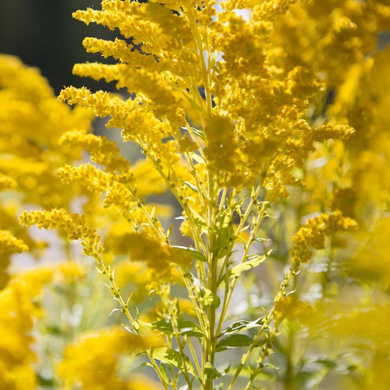 Tarhapiisku Solidago canadensis kukinto