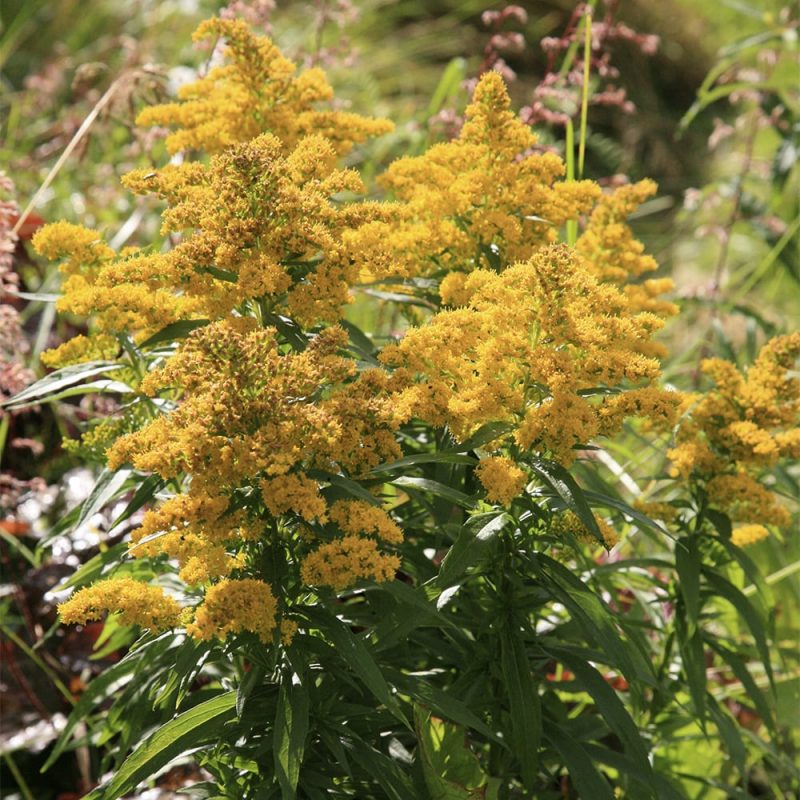 Tarhapiisku Solidago canadensis