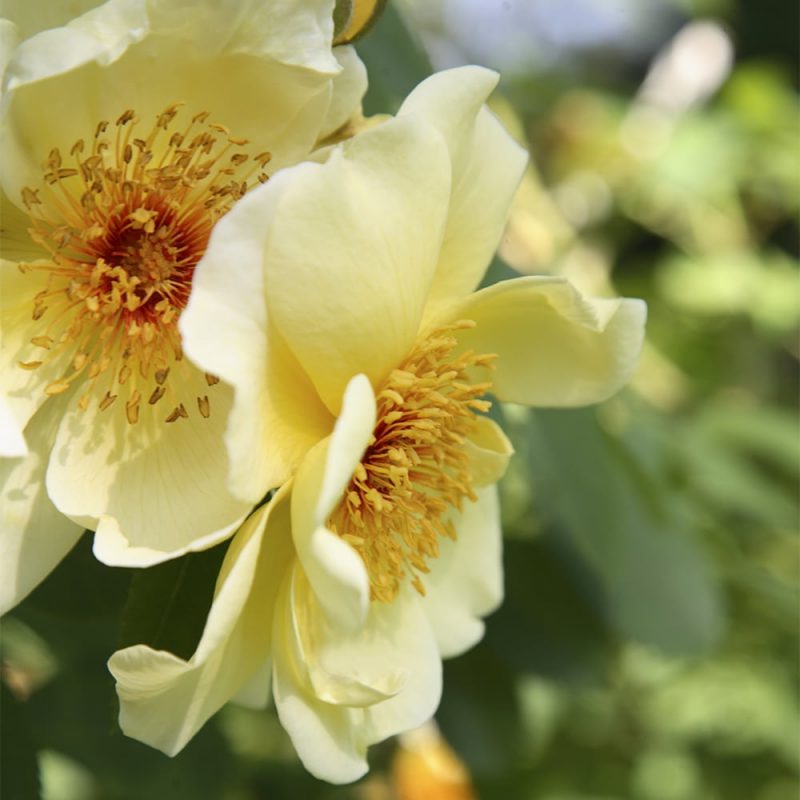 Tarhapimpinellaruusu Rosa pimpinellifolia golden wings