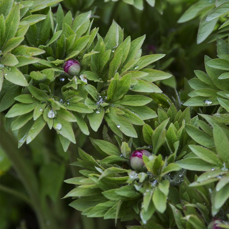 Tarhapioni Paeonia x festiva nupussa