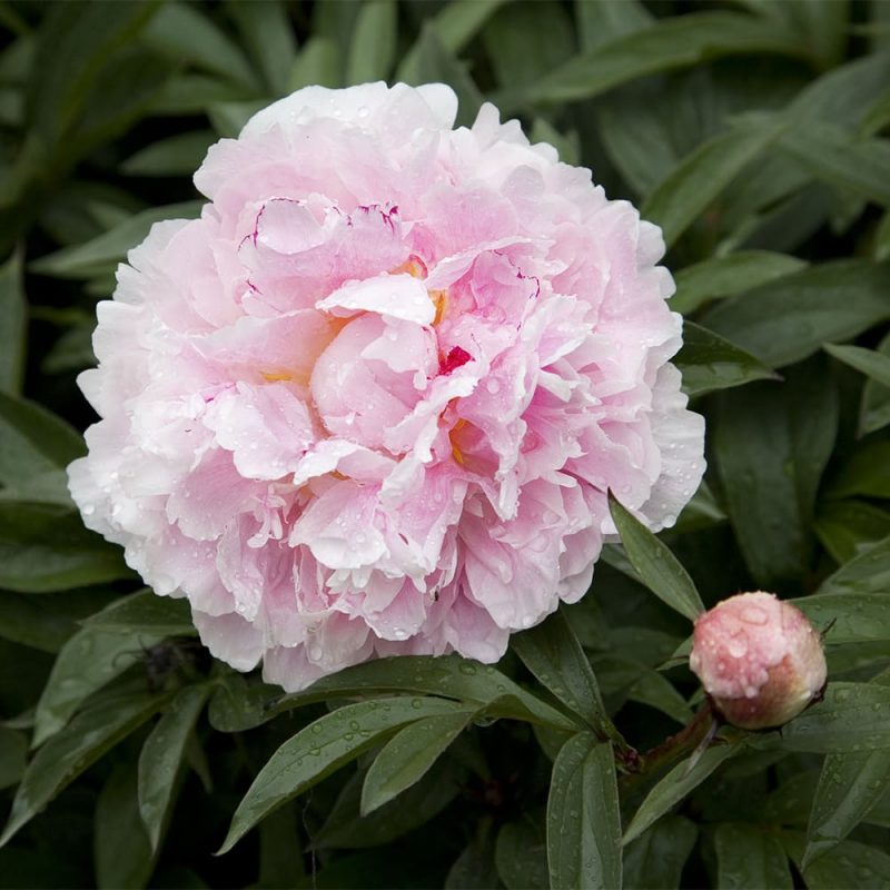 Tarhapioni Paeonia x festiva vaaleanpunainen kukka