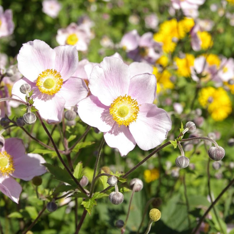 Tarhasyysvuokko Anemone x hybrida kukka