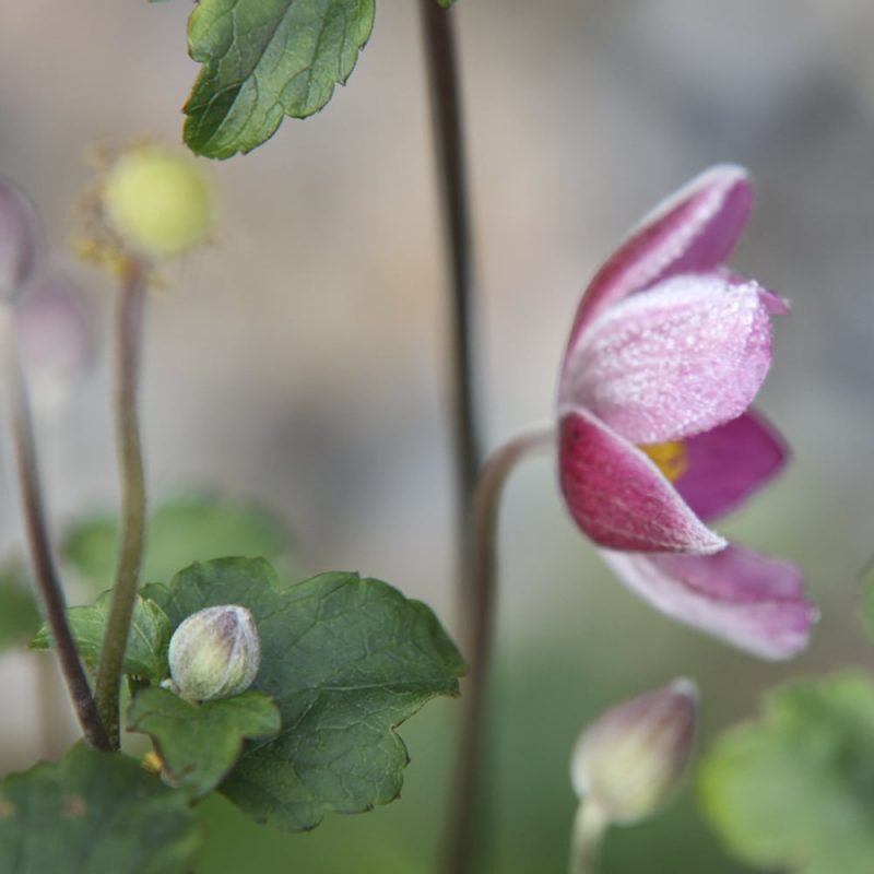 Tarhasyysvuokko Anemone x hybrida