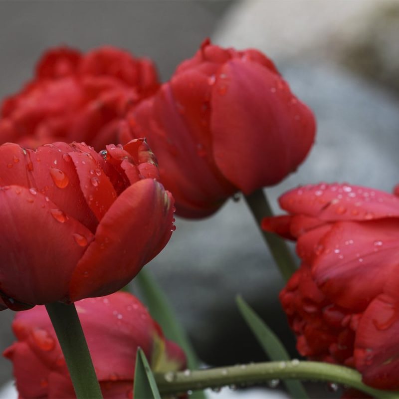 Tarhatulppaani Tulipa gesneriana punainen