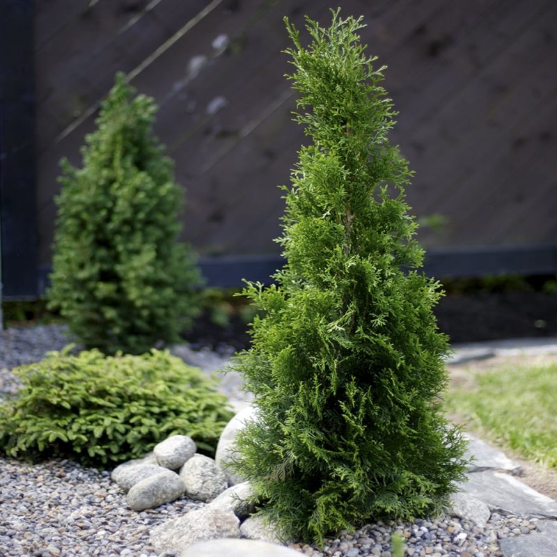 Timanttituija Thuja occidentalis 'Smaragd'