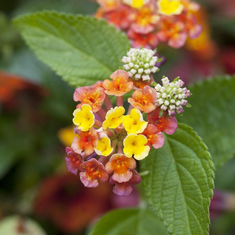 Tulikruunun Lantana camara kukka