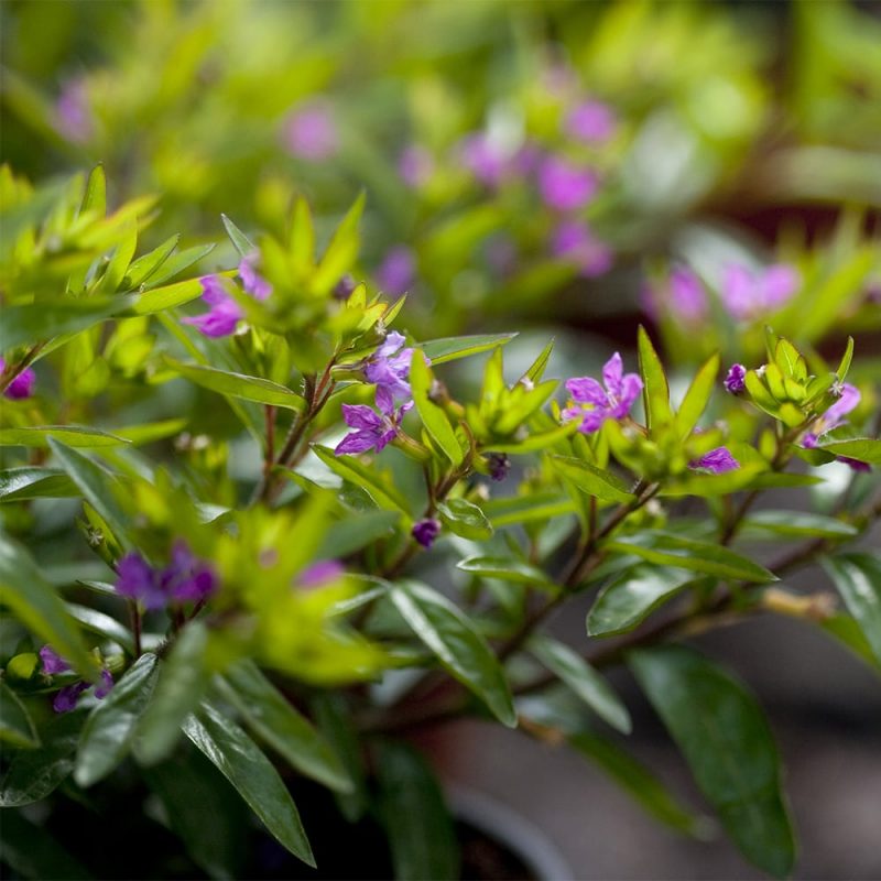 Tulitorvi Cuphea hyssopifolia