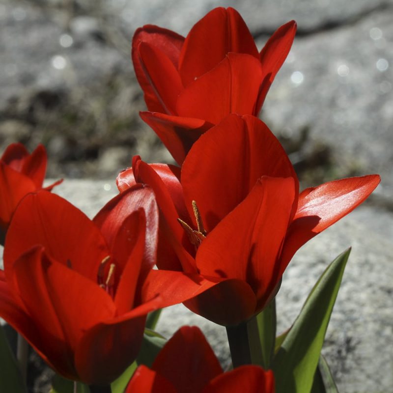 Tulitulppaani Tulipa fosteriana