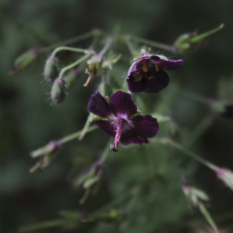 Tummakurjenpolvi Geranium phaeum