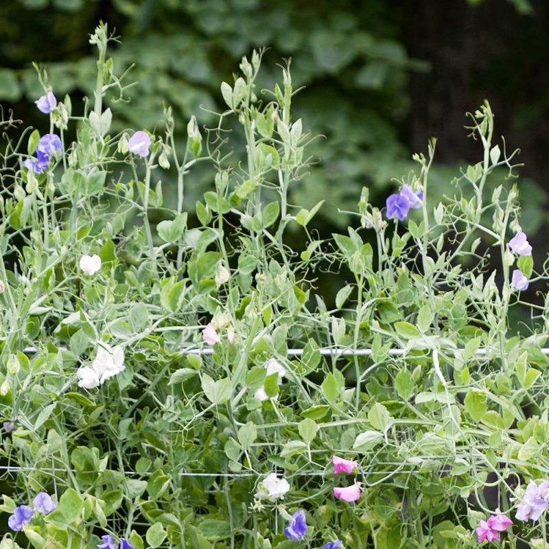 Tuoksuherne Lathyrus