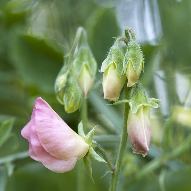 Tuoksuherneen Lathyrus nuppuja