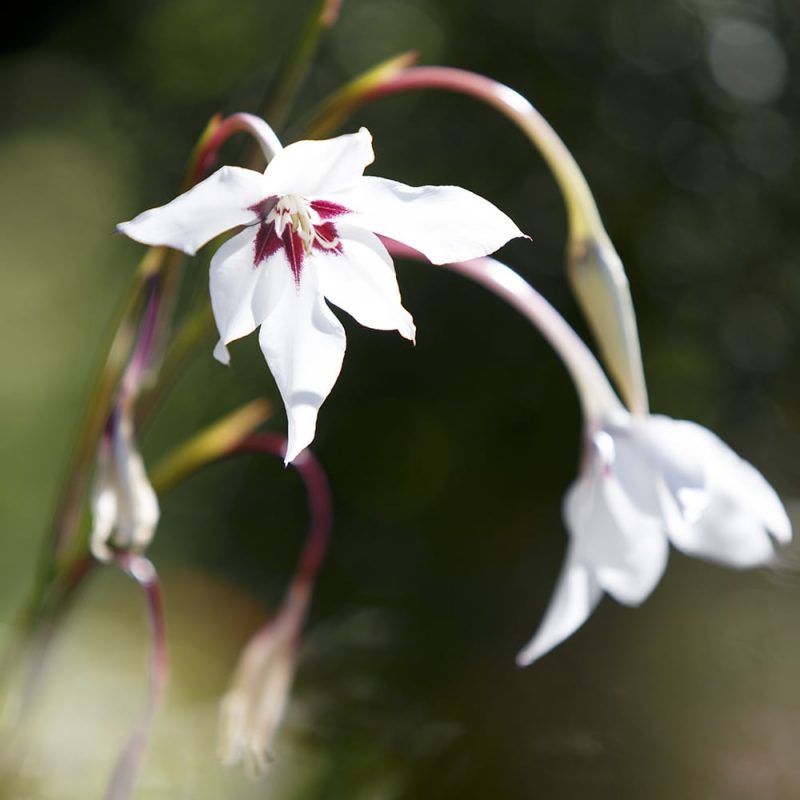 Tuoksumiekkalilja Gladiolus callianthus (Acidanthera bicolor)