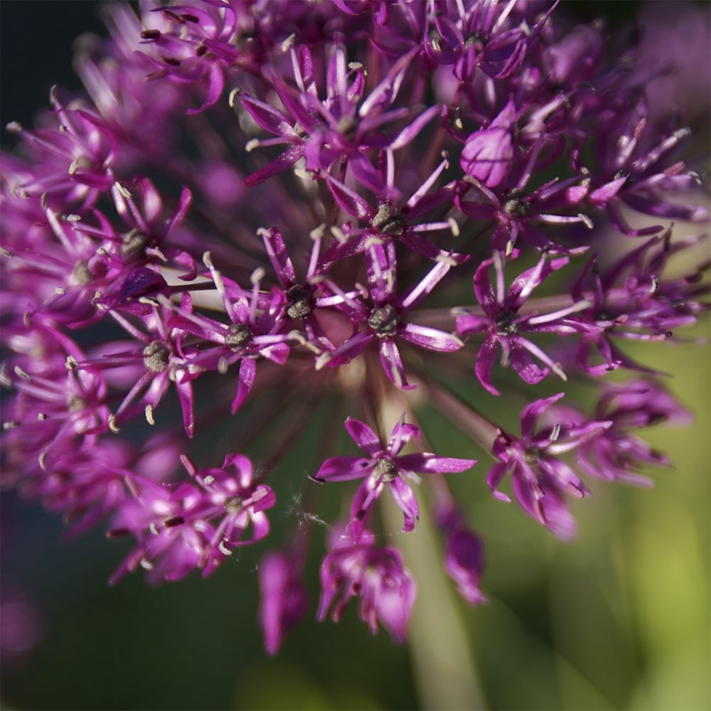 Ukkolaukka Allium hollandicum 'Purple Sensation' kukka