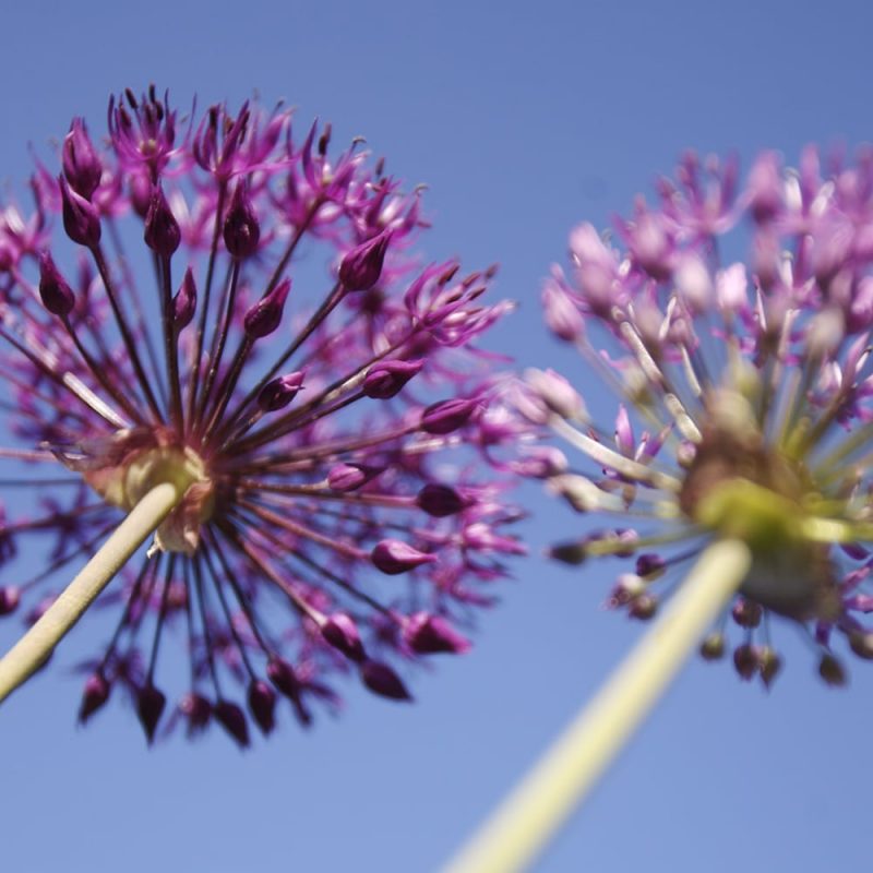 Ukkolaukka Allium hollandicum 'Purple Sensation'