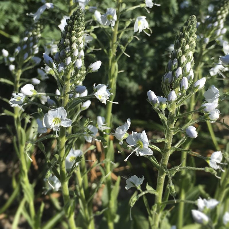 Unelmatädyke Veronica gentianoides