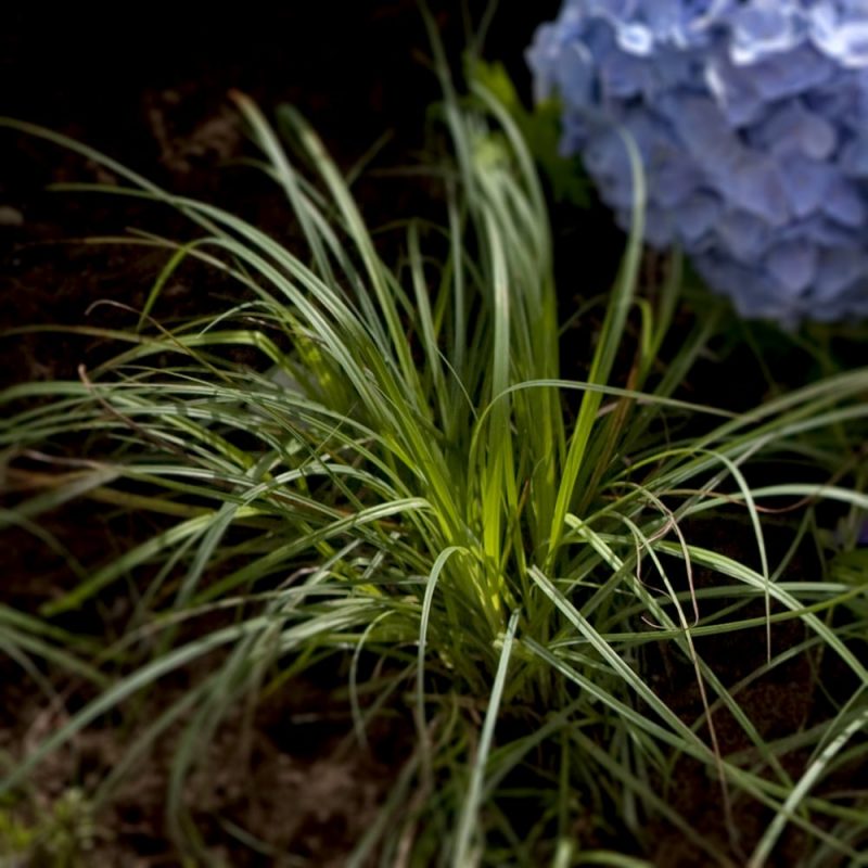 Vahasara Carex flacca