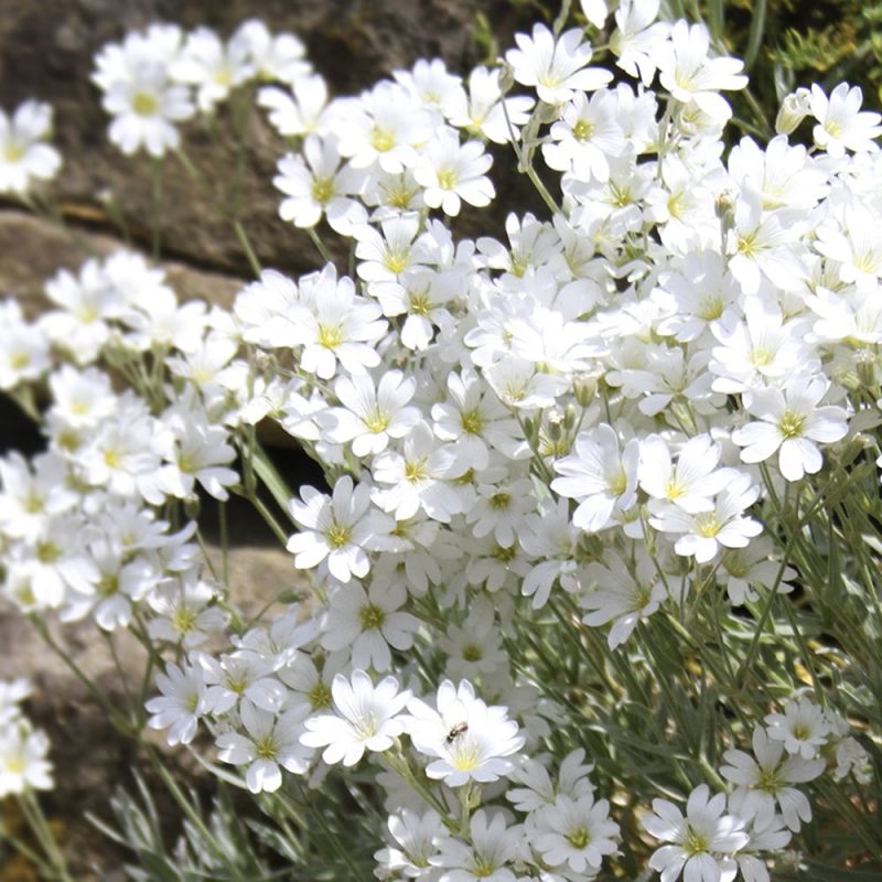 Valkohärkki Cerastium Tomentosum