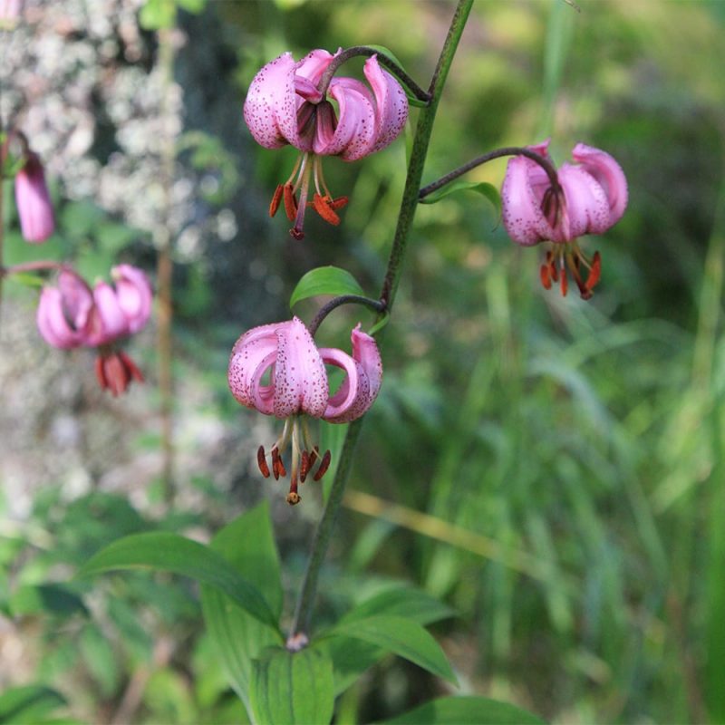 Varjolilja Lilium martagon