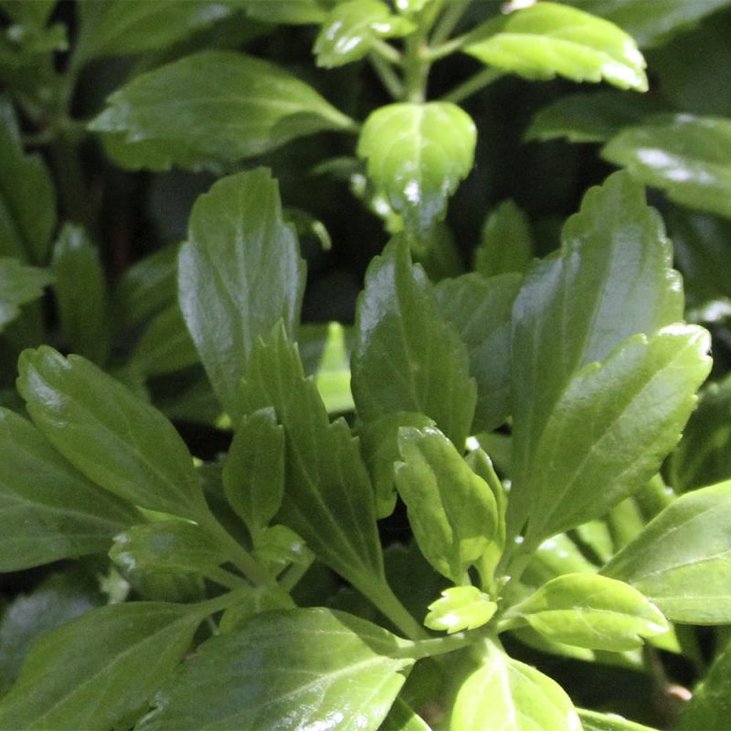 Varjoyrtti Pachysandra terminalis