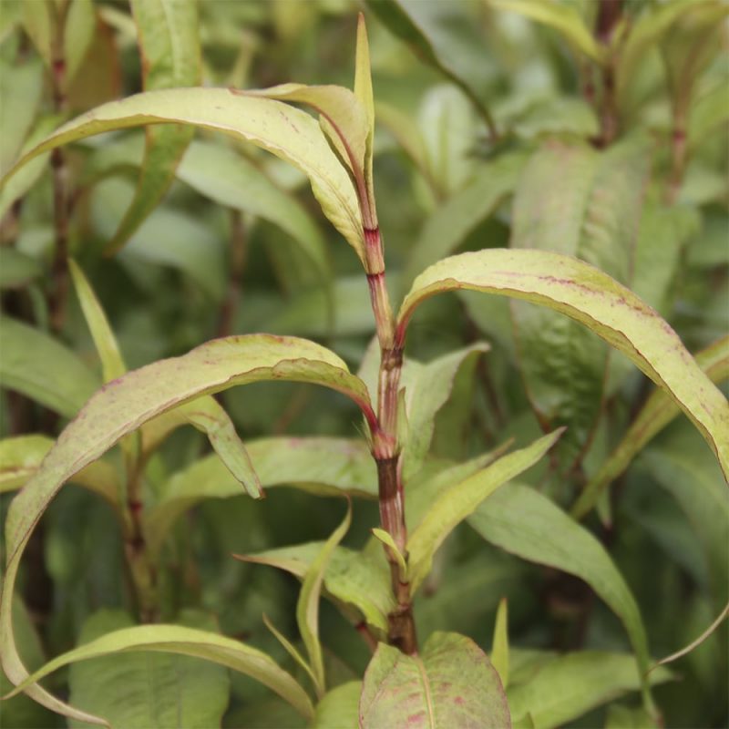 Vihannestatar Persicaria odorata