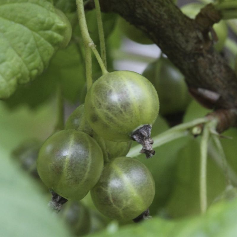 Viherherukka Ribes 'Vertti'