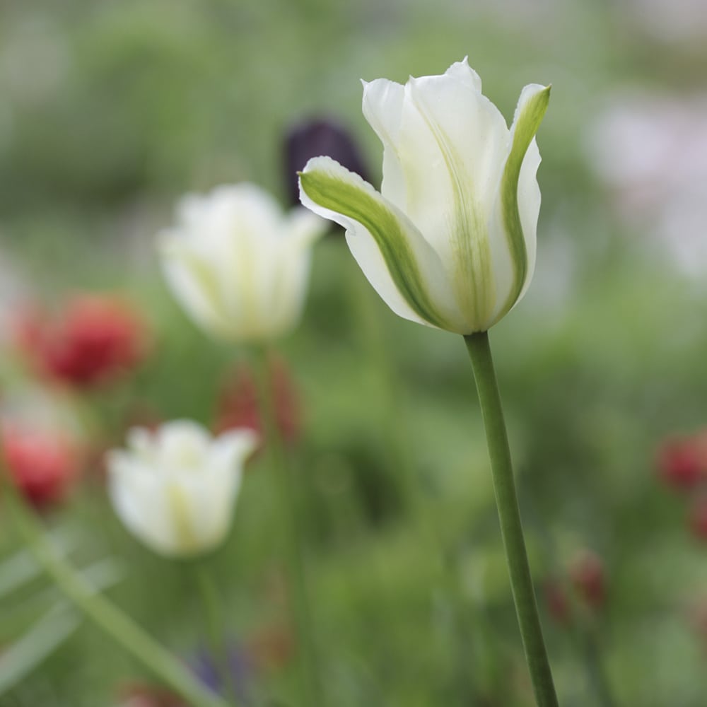 Vihrearaitatulppaani Tulipa Viridiflora -ryhmä