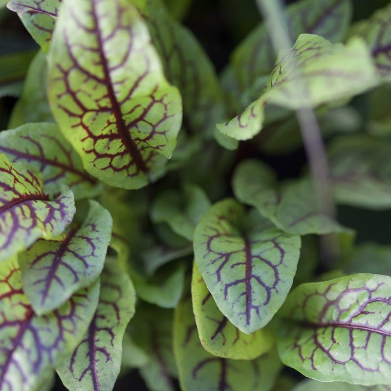 Viinisuolaheinän Rumex rugosus lehdet