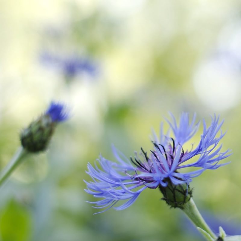 Vuorikaunokki Centaurea montana