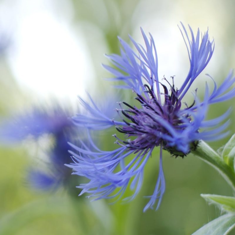 Vuorikaunokki_ Centaurea montana kukka