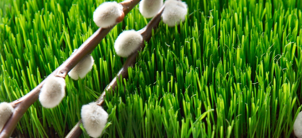 Kasvata rairuohoa pääsiäiseksi