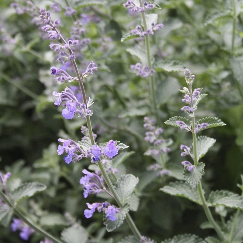 Mirrinminttu nepeta x faassenii