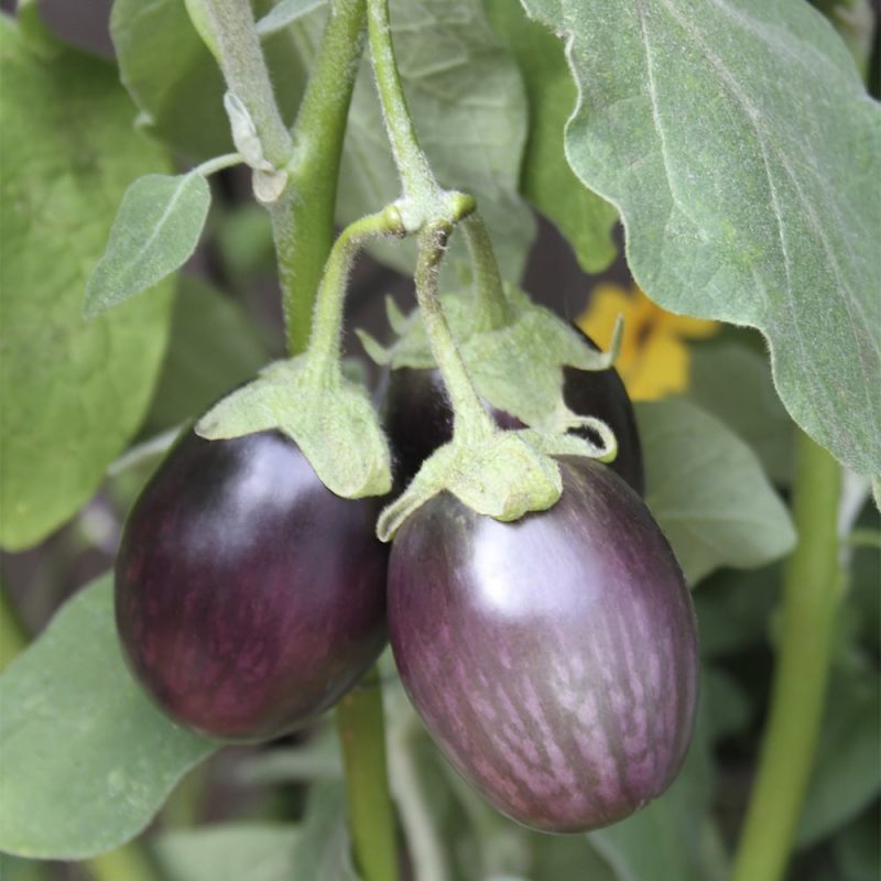 Munakoiso solanum melongea ophelia