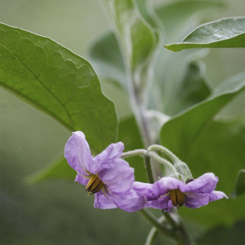 Munakoison solanum melongea ophelia kukka