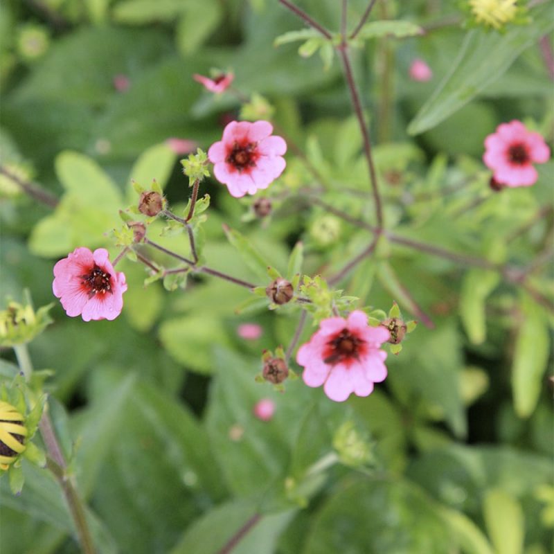 Nepalinhanhikki Potentilla nepalensis