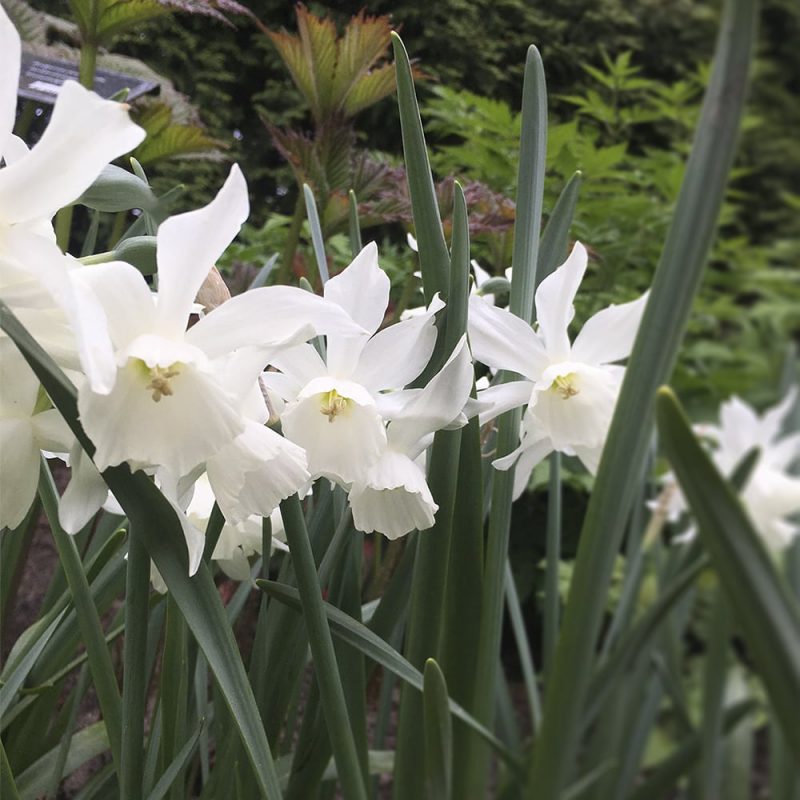 Orkideanarsissi narcissus thalia