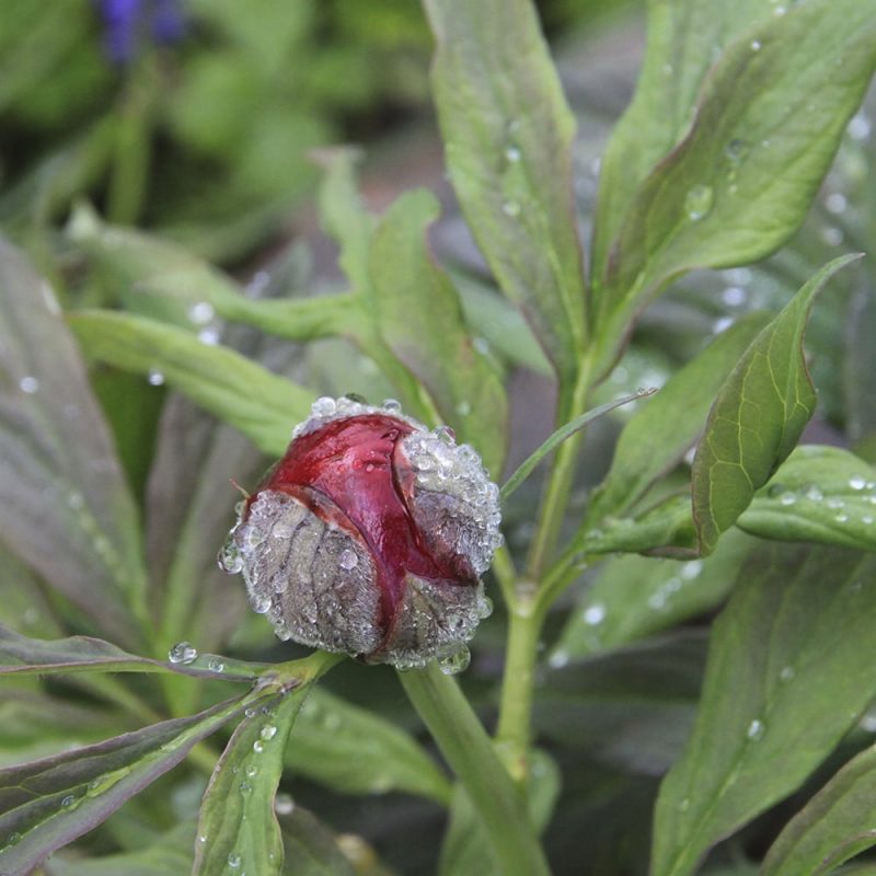 Pallaksenpioni pallaspioni Paeonia mollia