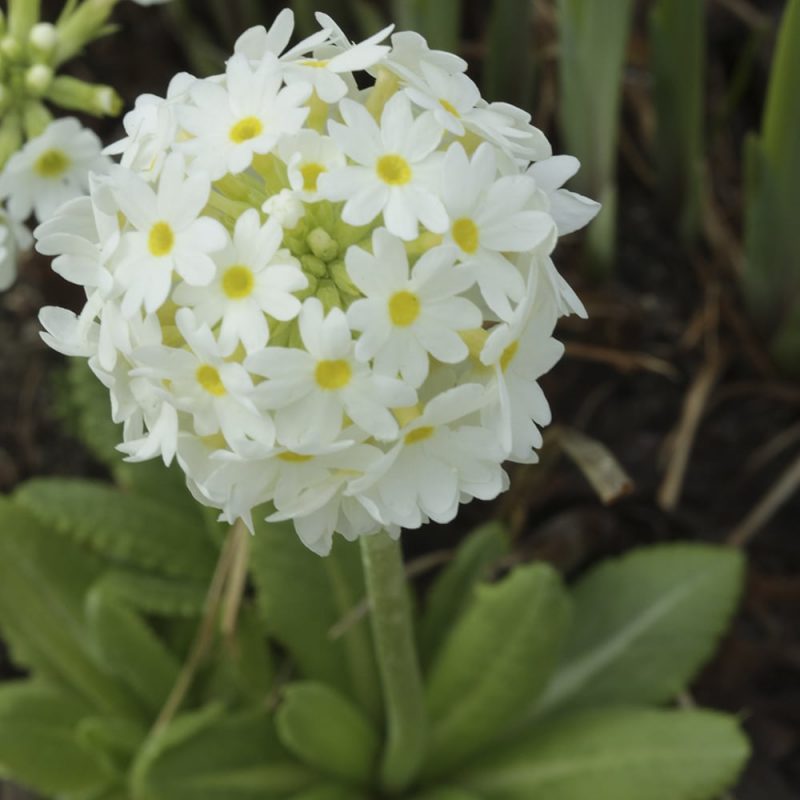 Palloesikko Primula denticulata