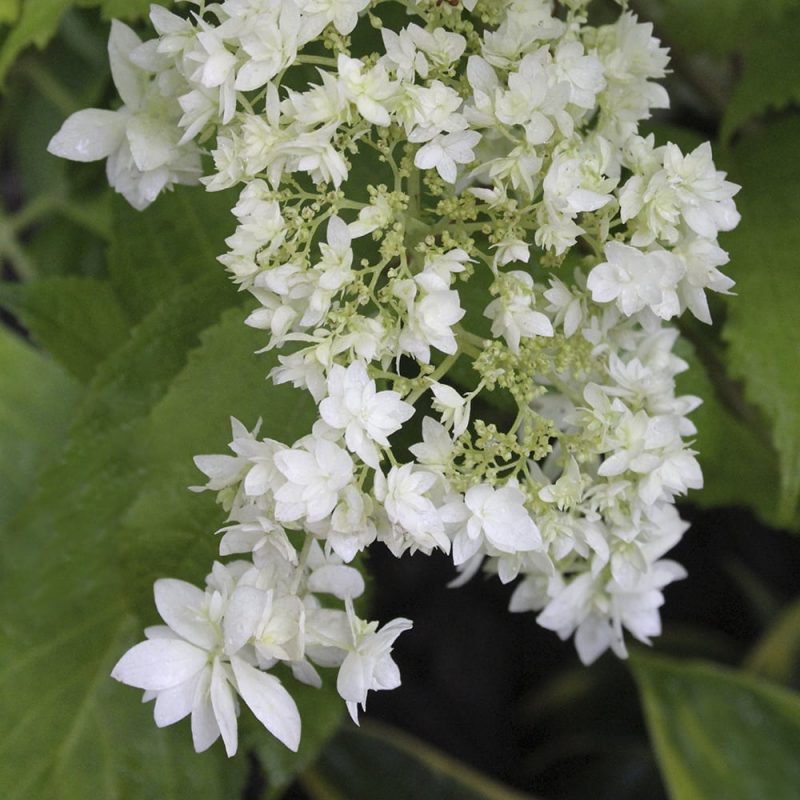 Pallohortensia hydrangea hayes starburst