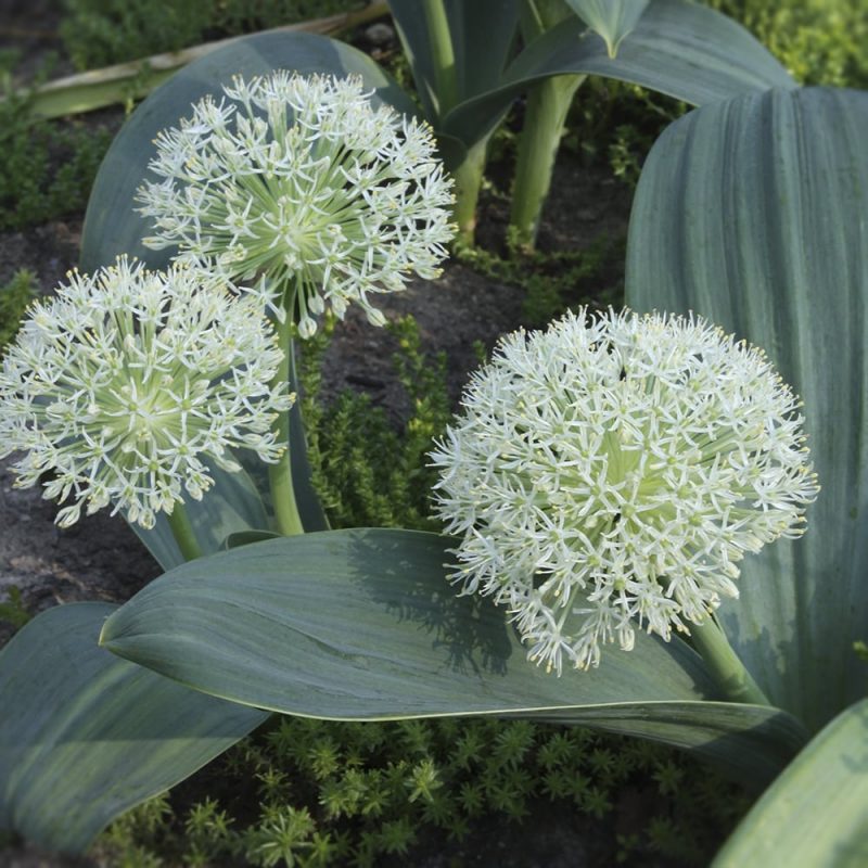 Pallolaukka Allium karataviense 'Ivory Queen'