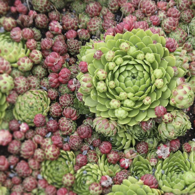 Pallomehiparta jovibarba globifera