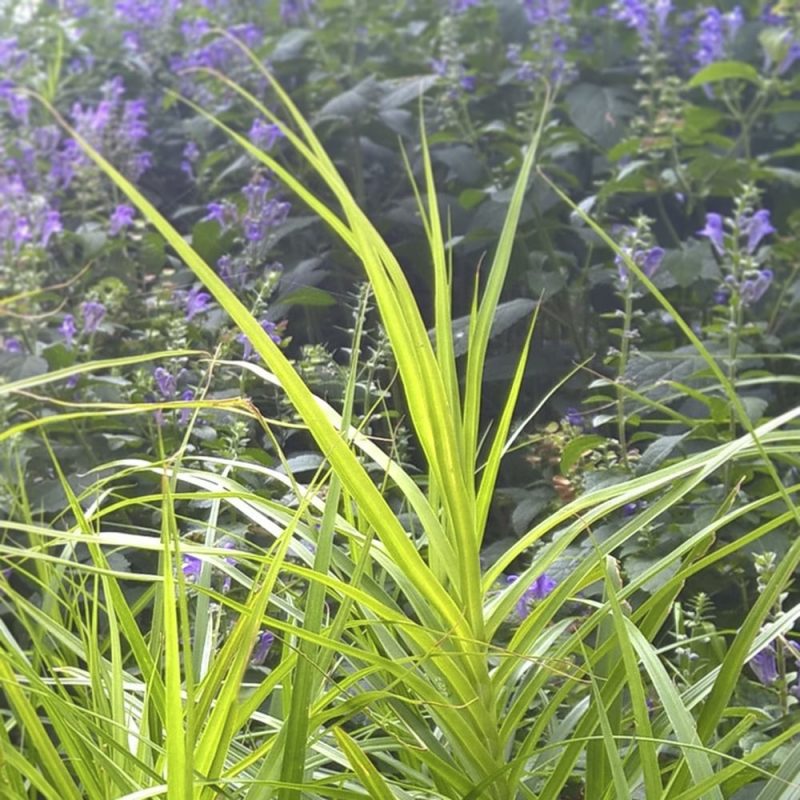 Palmusara Carex x muskingumensis koristeheinä