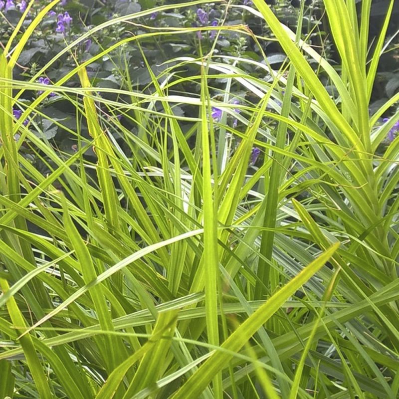 Palmusaran Carex x muskingumensis lehdistö