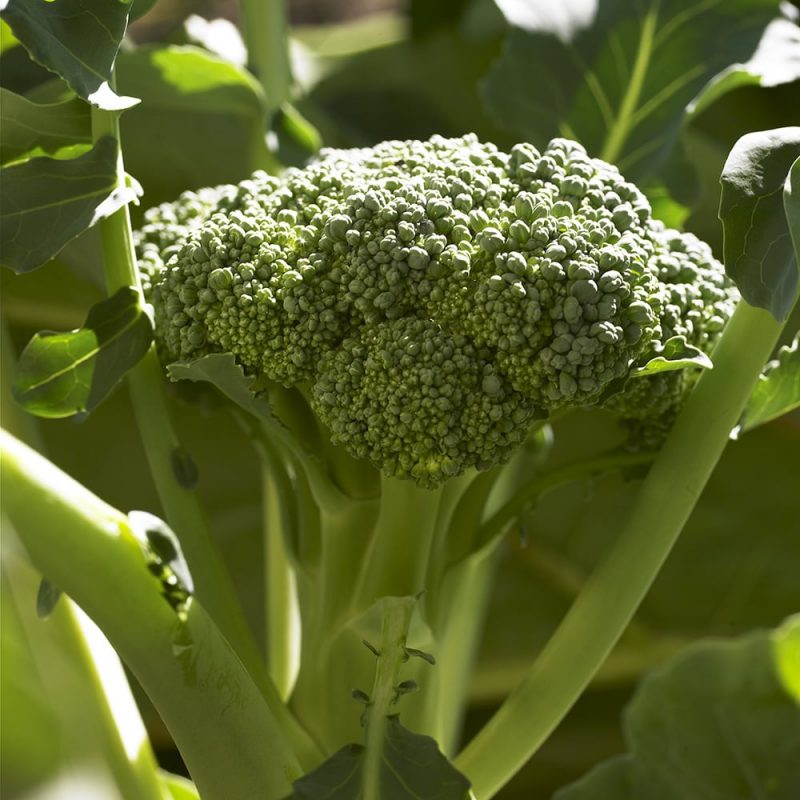 Parsakaali Brassica oleracea Italica