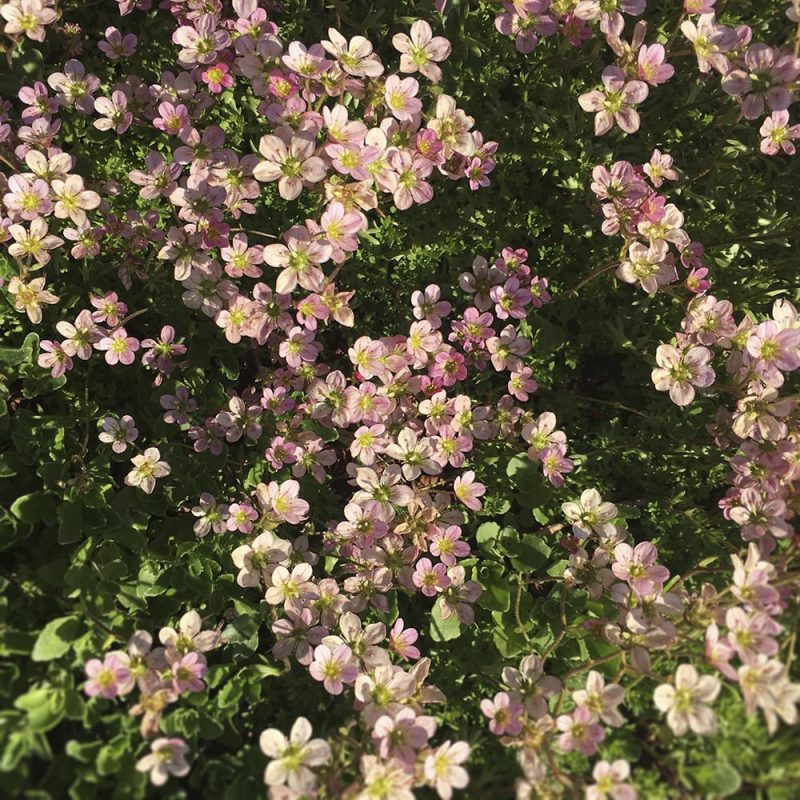 Patjarikko Saxifraga Arendsii