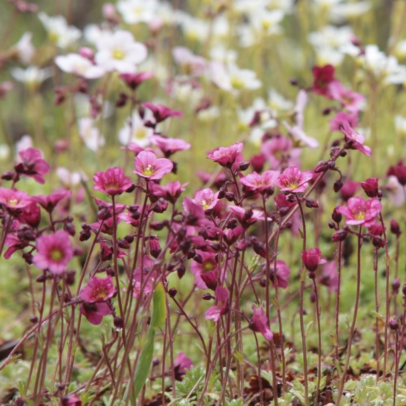 Patjarikko Saxifraga Arendsii