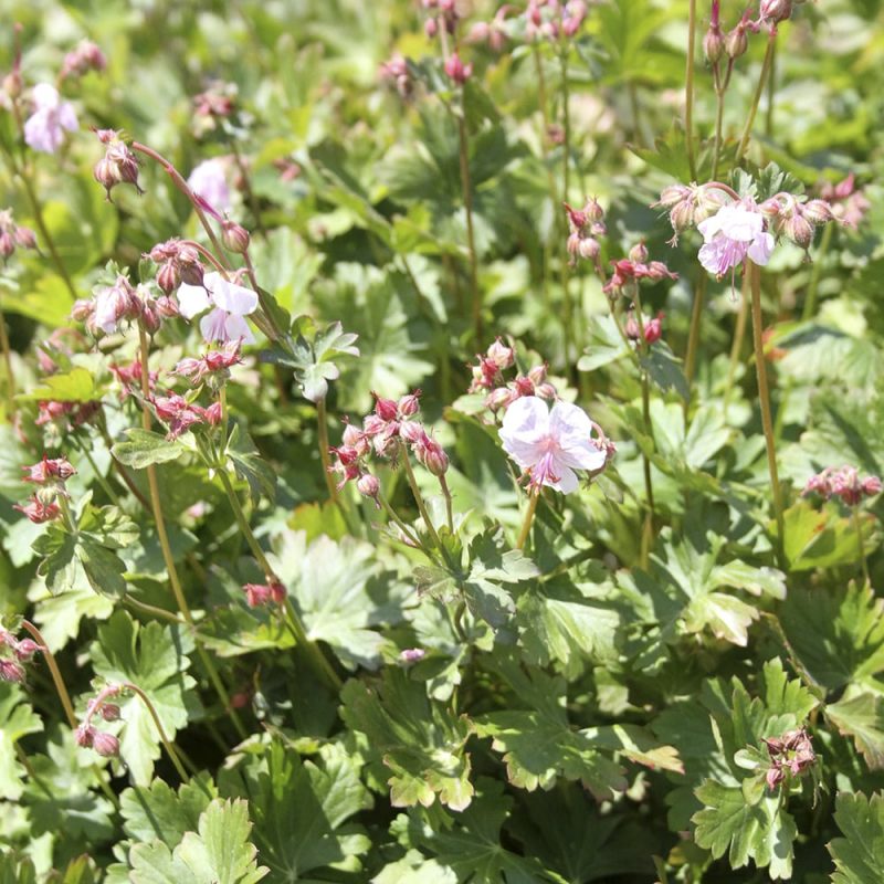 Peittokurjenpolvi Geranium cantabrigiensis biokovo