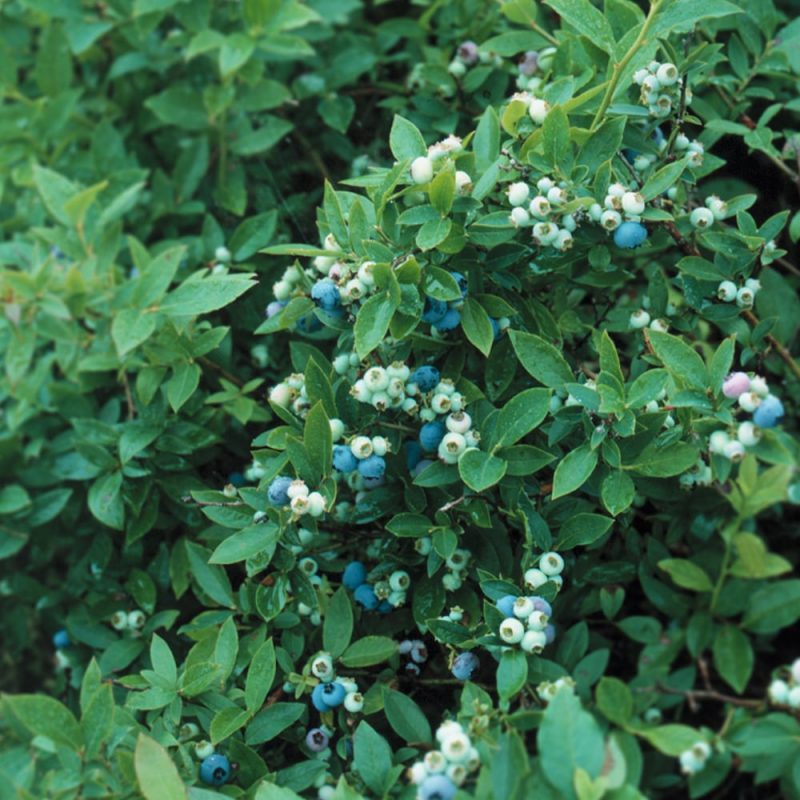 Pensasmustikan Vaccinium Angustifolium marjat